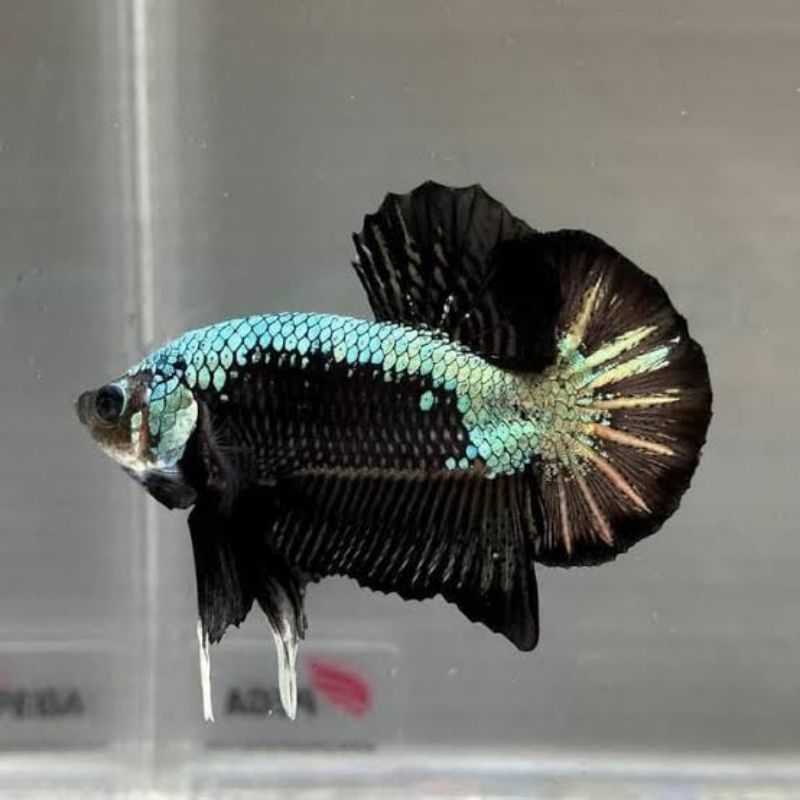 ikan cupang black samurai