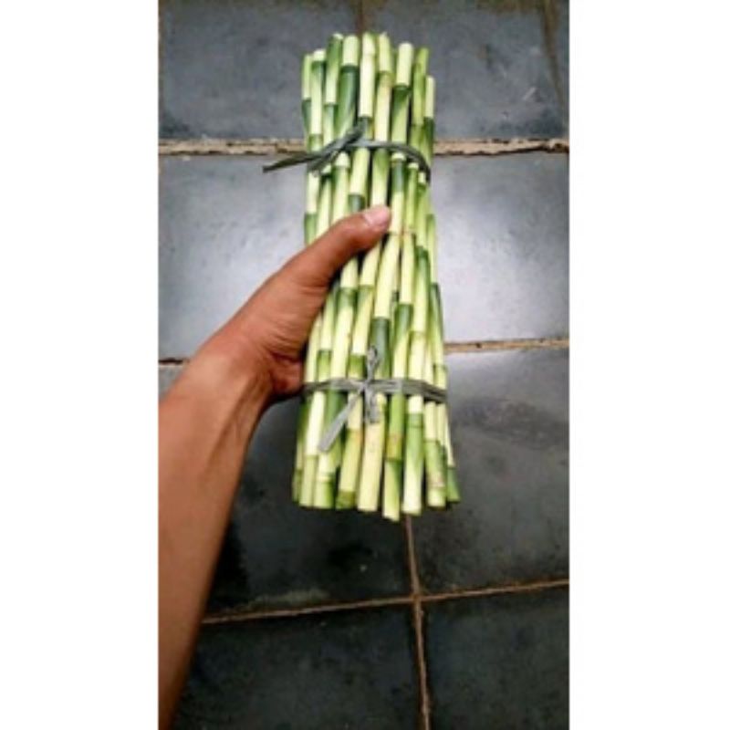 Bambu hoki / tanaman kole sri rejeki 30 cm BISA COD