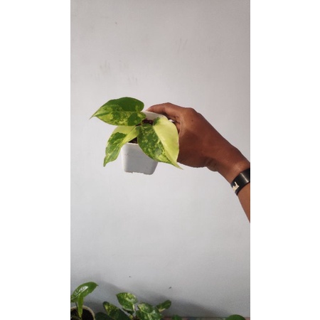 burlemarx stang oren