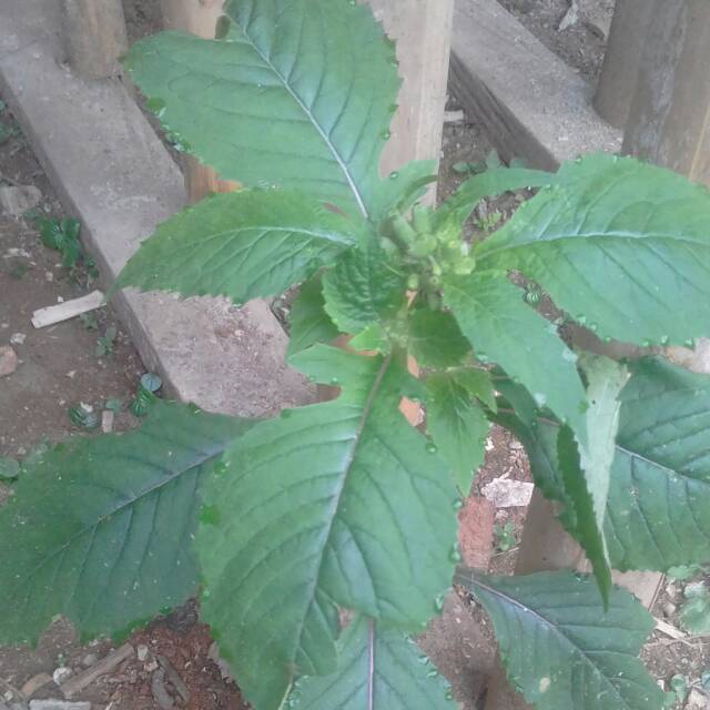 

Daun sintrong segar fress