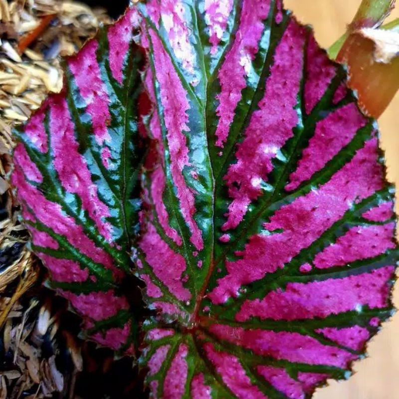 Jual Tanaman Hias Begonia Brevirimosa/Tanaman Hias Begonia Rex Violet/Tanaman  Hias Begonia Wallet | Shopee Indonesia
