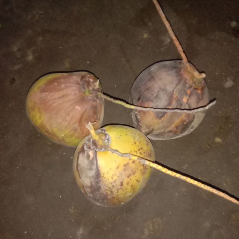 

buah kelapa