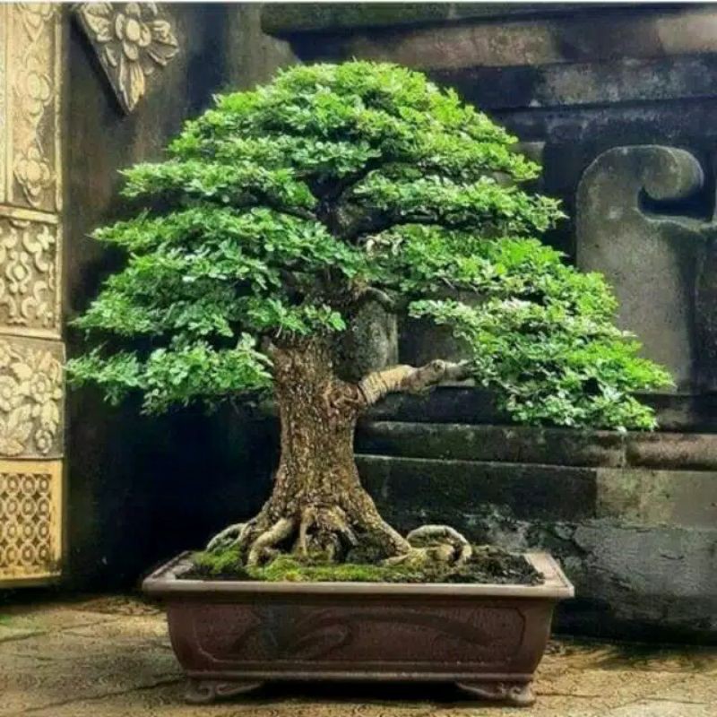 Benih Bonsai Kawista Batu / Kawista Kerikil Siap Semai PER BIJI