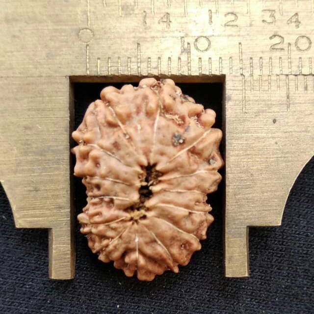 Rudraksha jenitri mukhi 14 P20mm x L15mm original