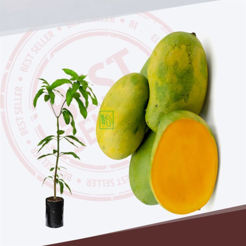 Bibit Tanaman Buah Mangga Gadung