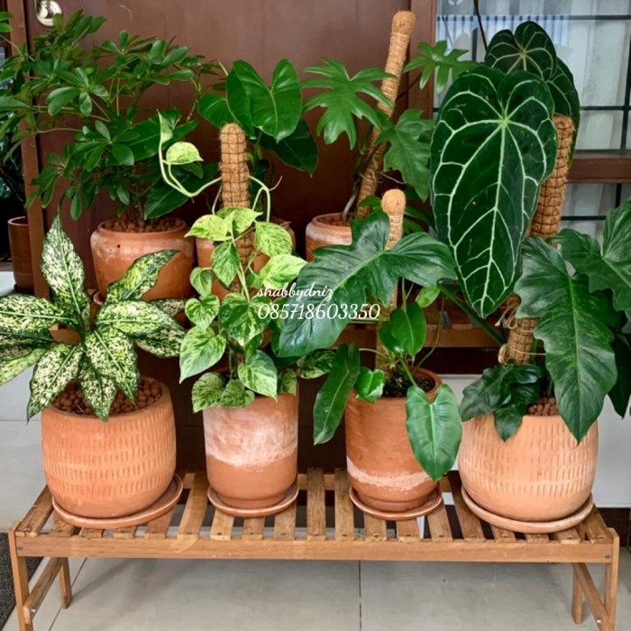 Rak Tanaman - Rak Tanaman Kayu Ulin Best Seller Model 2 Tingkat