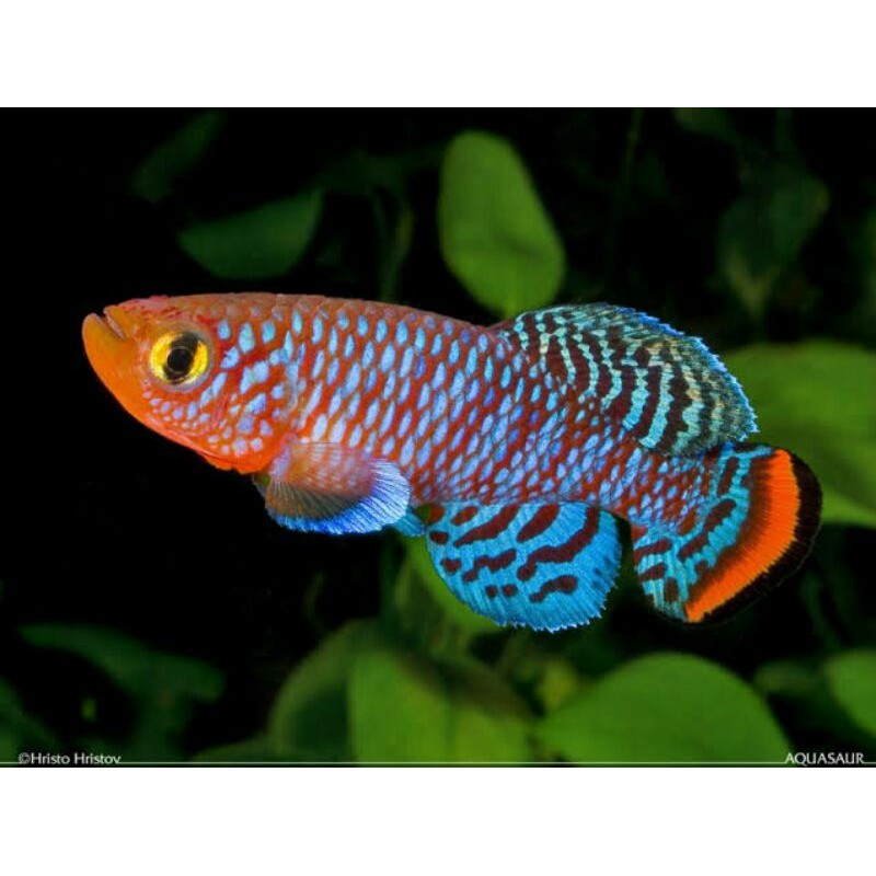 Telur Killifish Jenis Nothobranchius Rachovii Beira 98
