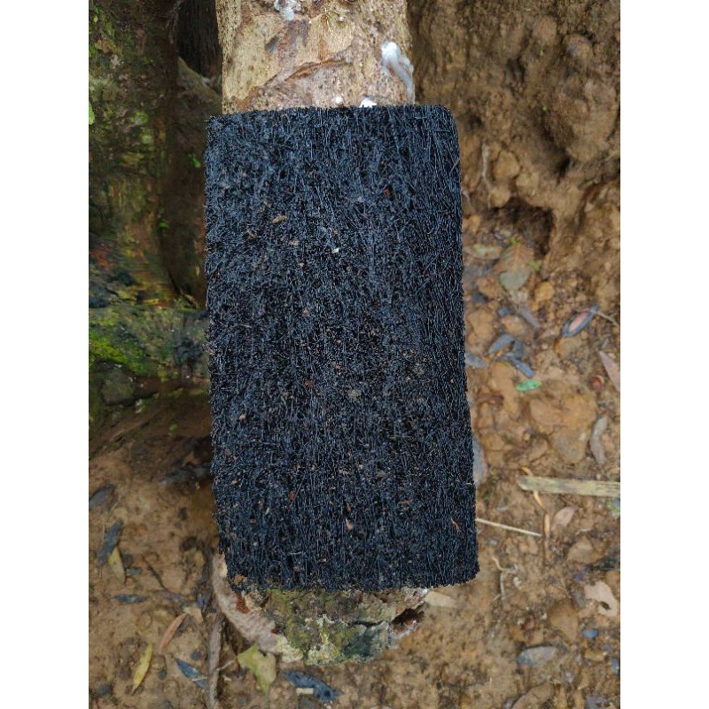 PAPAN PAKIS MEDIA ANGGREK