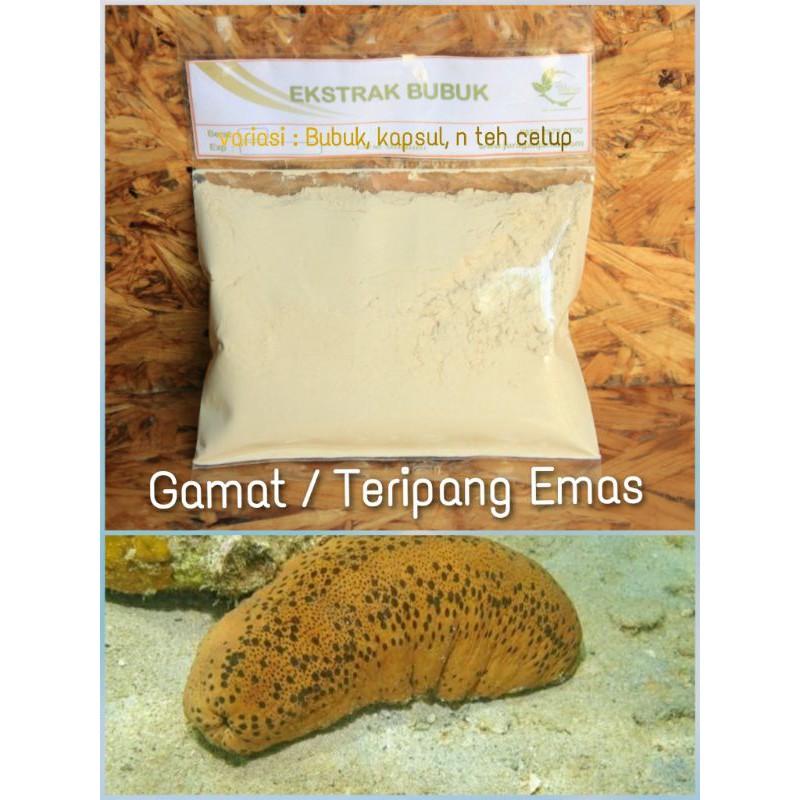 

Gamat emas bubuk Ekstrak/ teripang mas serbuk