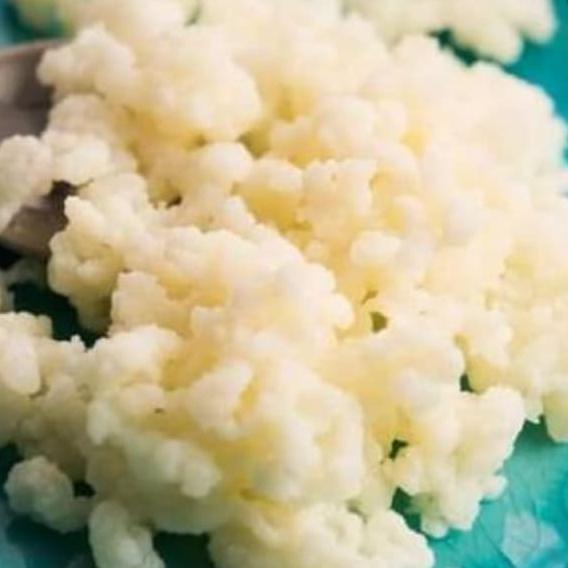 [[BISA COD]] grain kefir susu / kefir susu /bibit kefir untuk pemula,10grm