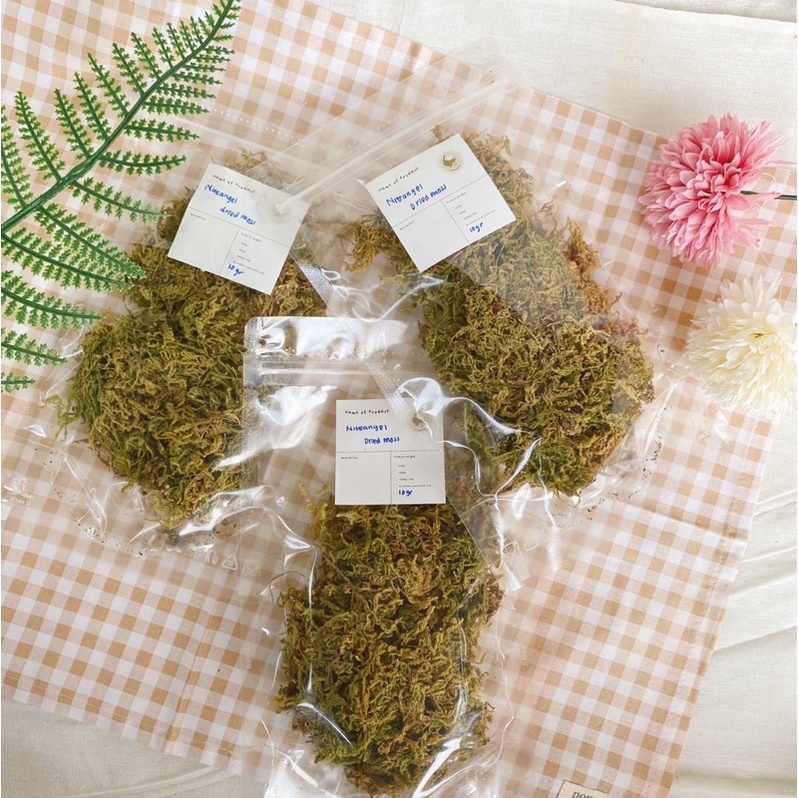 Niteangel dried forest moss 10gr repacked | cage decoration | alami dan dibersihkan