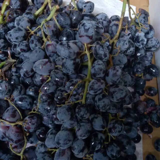 

ANGGUR AUTUMN ROYAL /500GR