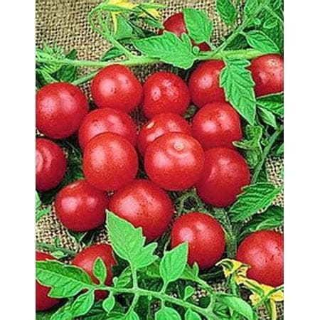 Haira Seed BIbit-Biji Tomat Red Cherry Candyland