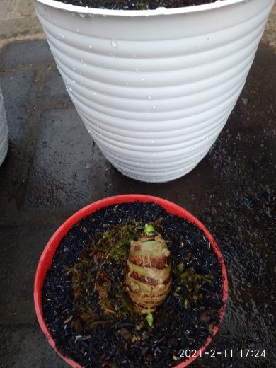 Bonggol Alocasia Watsoniana