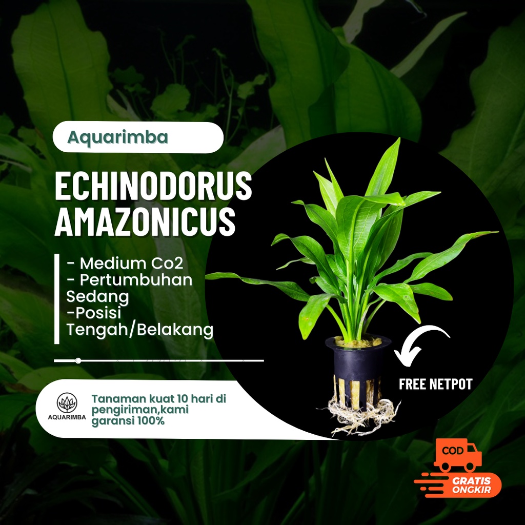 Echinodorus Amazon Sword - Tanaman Aquascape Pemula