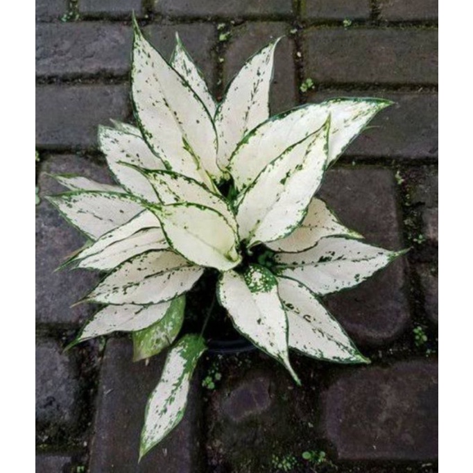 Tanaman Hias Aglonema Siam Paragon / Tanaman Hias Hidup / Bunga Hias Murah / Aglonema Murah / Tanama