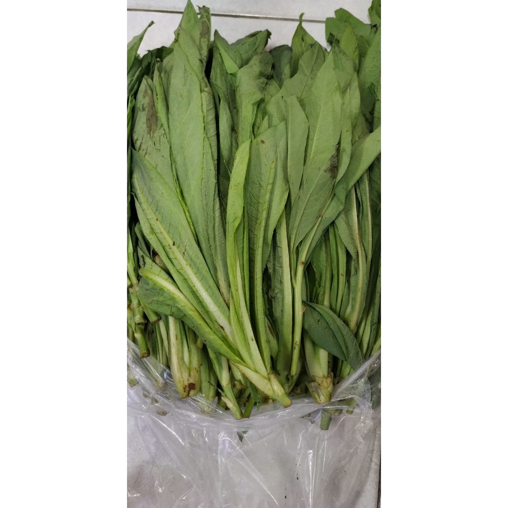 

1kg Sayur Fumak Kumak Kumek Makanan Tortoise Kura Darat Sulcata 1 kg - OJOL