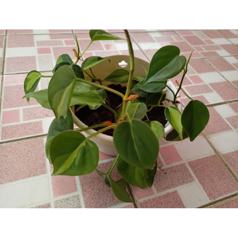 Sirih Brazil Sirih Gading Brazil