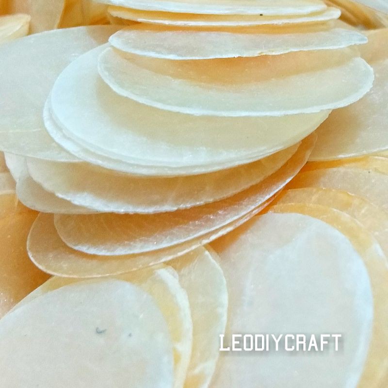 12pcs Simping Kerang Untuk Craft - Kulit Kerang gepeng