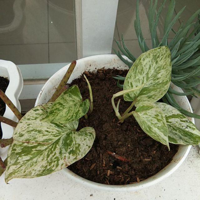 Sirih Gading Varigata /epipremnum Scindapsus Aureus Marble Queen