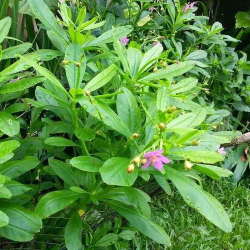 

(non pestisida) akar som jawa atau gingseng jawa 100 g