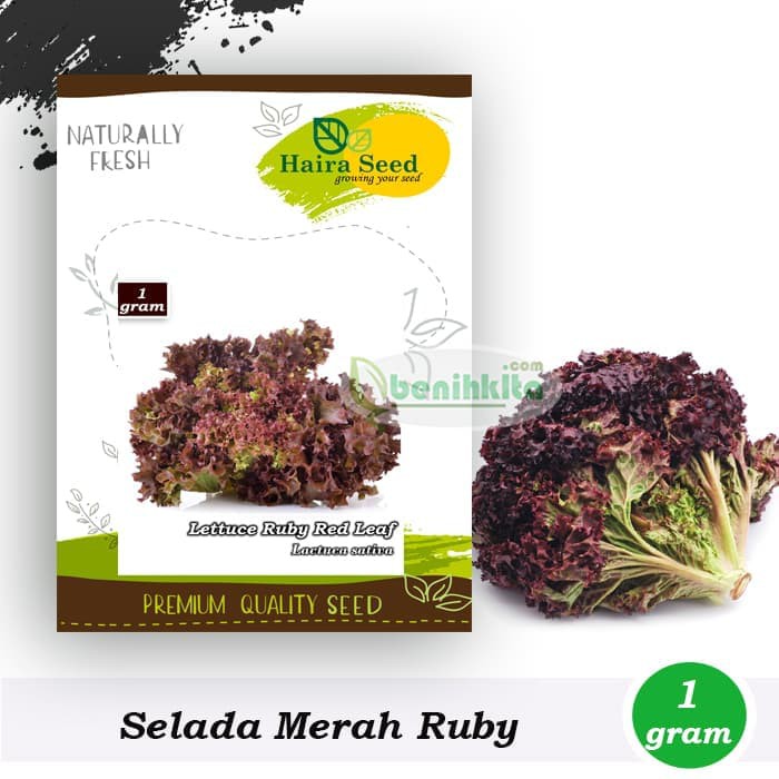 

Termurah Benih-Bibit Selada Keriting Merah Rubby Red (Haira Seed) Terlaris