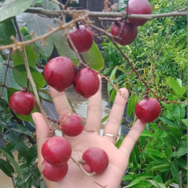 

Kelengkeng merah/ ruby longan