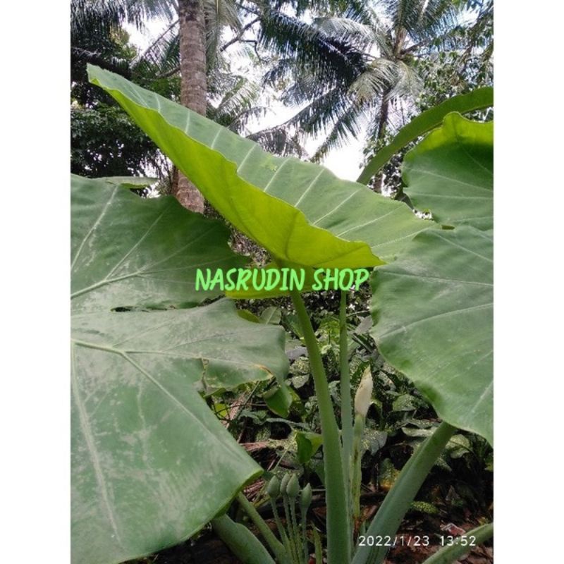KELADI PADANG TALAS PADANG / tanaman hias Colocasia gigantea / kemumu / kajar kajar / lumpuy / romba
