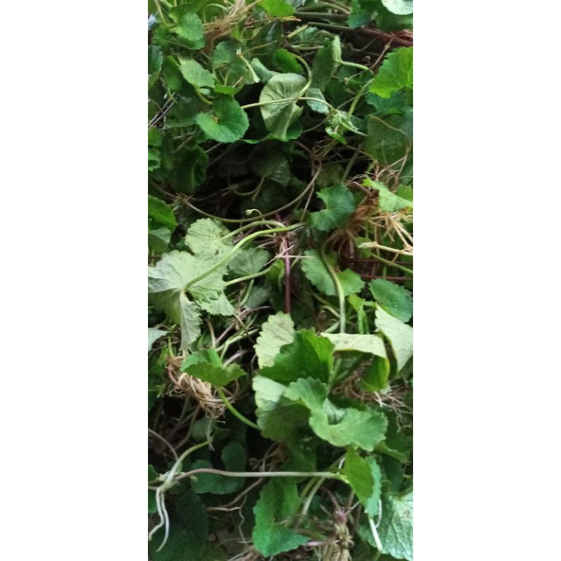 

jual daun pegagan segar 500 gram