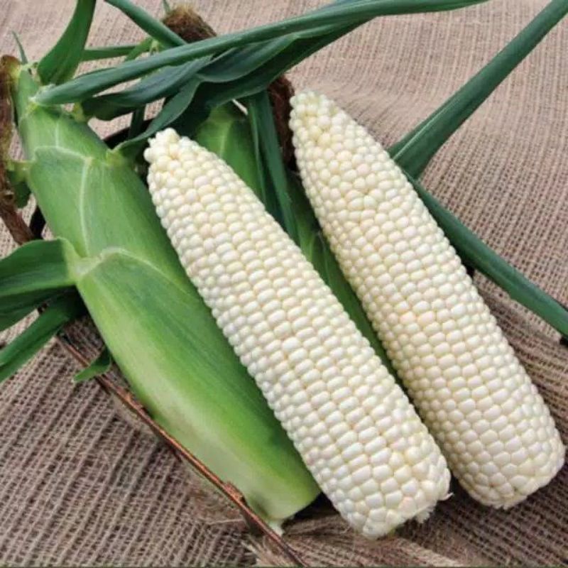 350 + BIBIT BENIH JAGUNG PUTIH KETAN