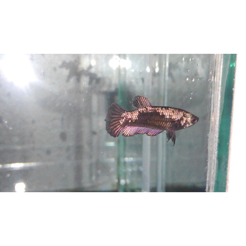 Jual ikan hias di Shopee Indonesia