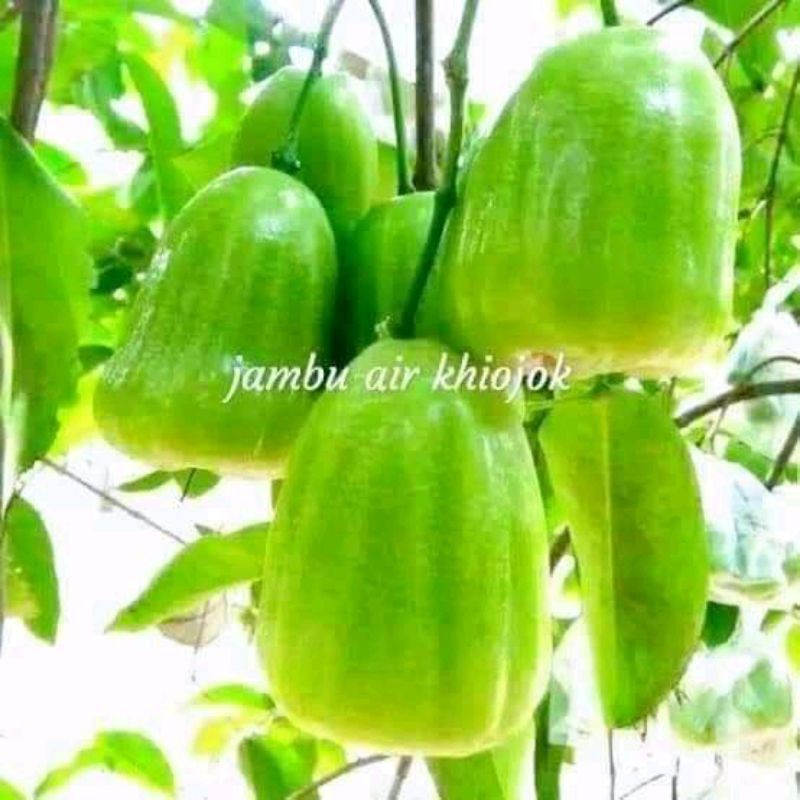bibit jambu air khiojok