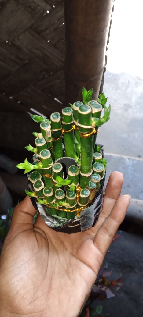 Tanaman Hias Bambu Rejeki / Bambu Hoki