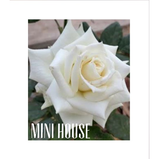 BIBIT BENIH BIJI MAWAR / MAWAR PUTIH