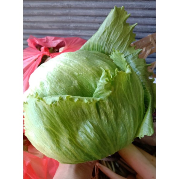

lettuce ice berg, lettuce, selada ice berg murah, lettuce salad, salad sayur, lettuce ice berg segar