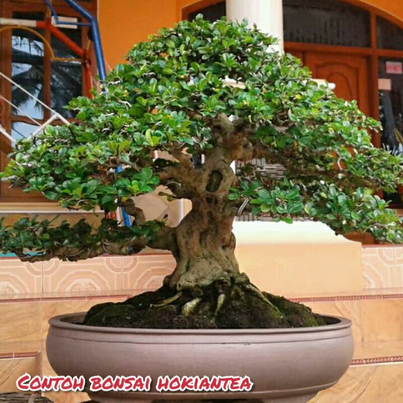 Hokiantea Bunga Import | bonsai hokianti | bibit bonsai