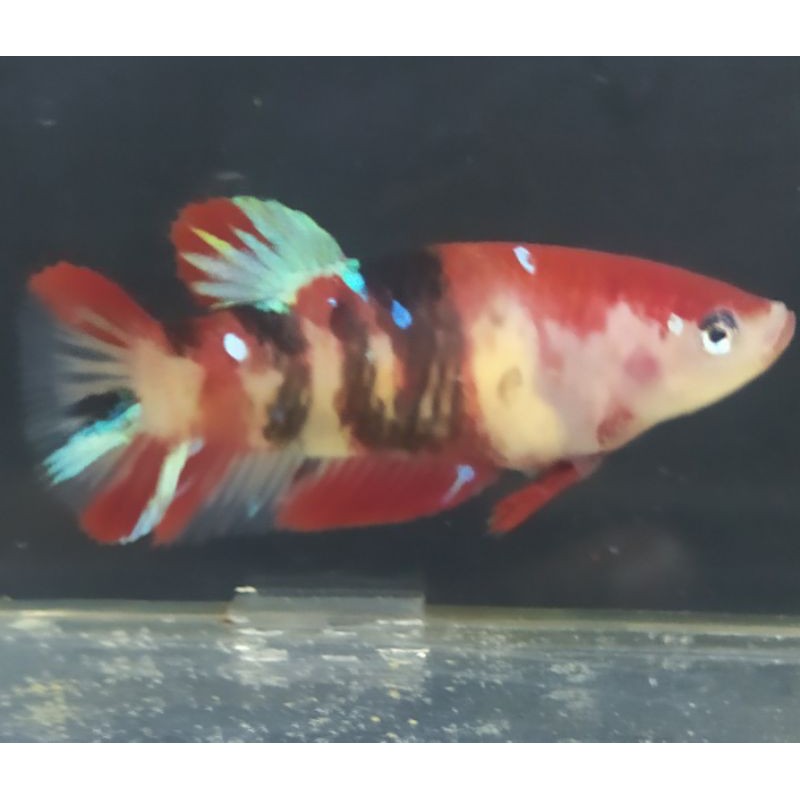 Ikan Cupang betina koi galaxy multy grade .Siap breed/kawin..size M