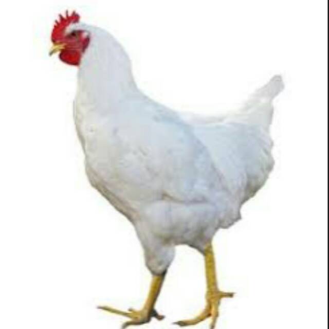 

Ayam pedaging