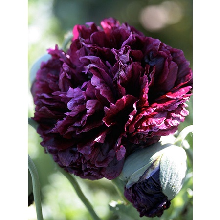 Benih Bibit Biji - Bunga Poppy Papaver Somniferum Black Peony Flower Seeds - IMPORT