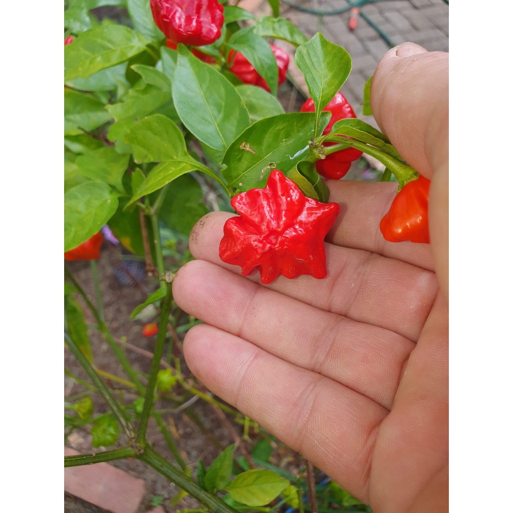 Benih Bibit Biji - Cabai Brazilian Starfish Red Pepper Seeds