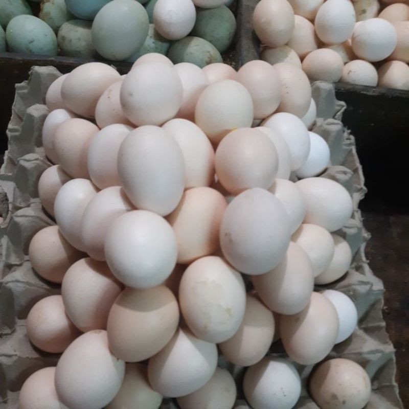 

telur ayam kampung asli fresh dgn qualitas terbaik