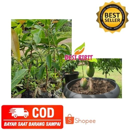 (COD) MANGGA ALPUKAT ALPUKAT MANGGA BIBIT MANGGA ALPUKAT CEPAT BERBUAH