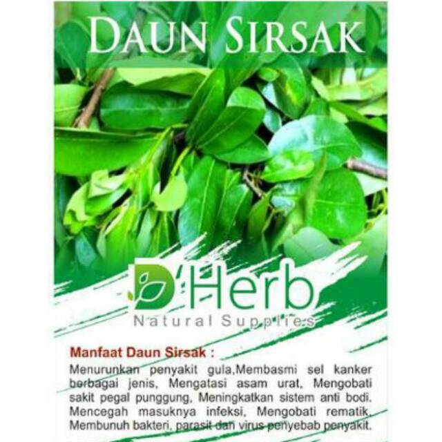 

Daun Sirsak kering / Teh Daun Sirsak