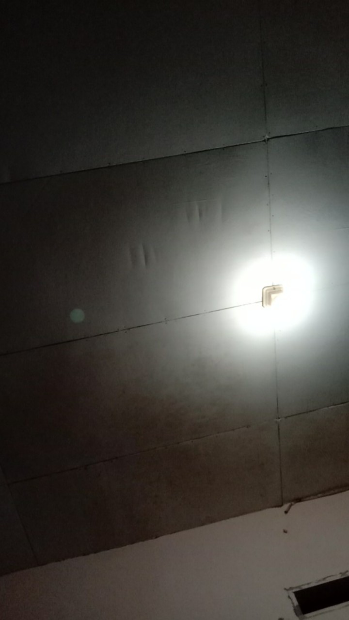 Alocasia Green Shield ( Cylpeolata )