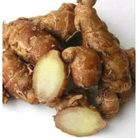 

Kencur Segar Pacitan Bumbu Masak Dapur, Bahan Pokok/Makanan Rempah Murah