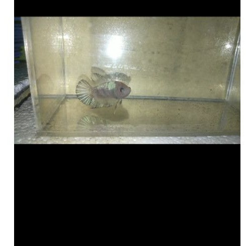 

Paketan Ikan cupang 120 ekor + 120 pc botol