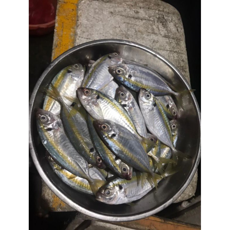 

Ikan Selar Segar 1KG