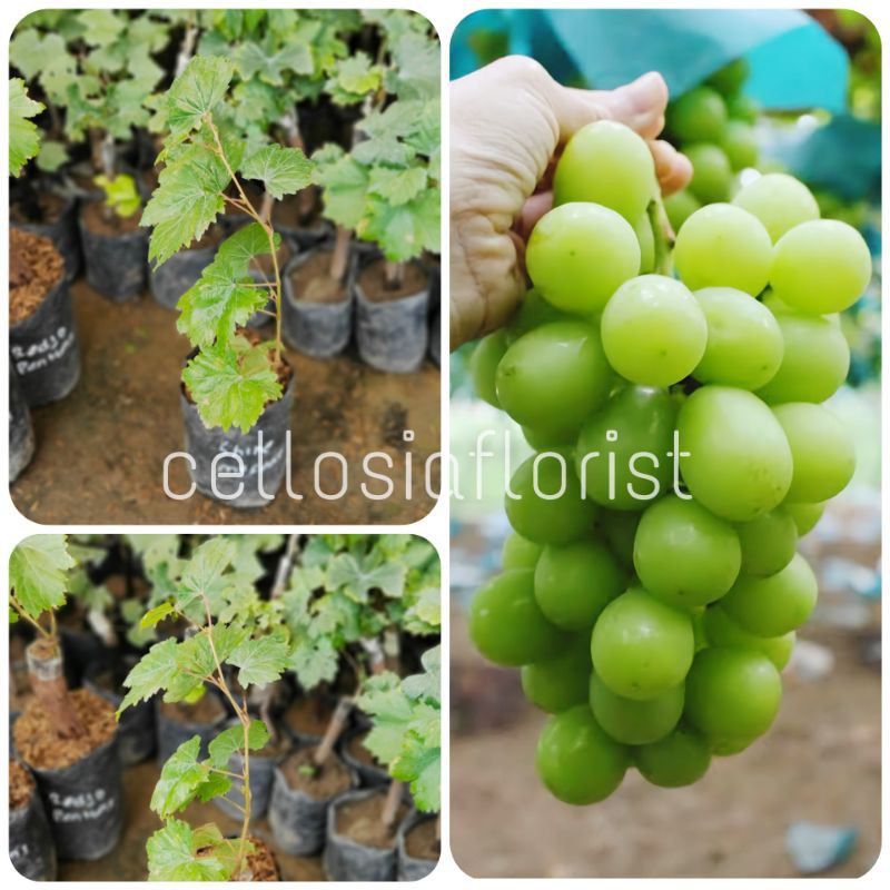 Bibit Tanaman Buah Anggur Import Shine Muscat