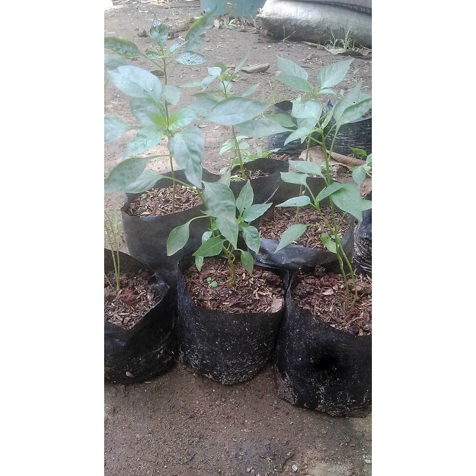 bibit tanaman cabai merah / bibit tanaman cabe / cabe