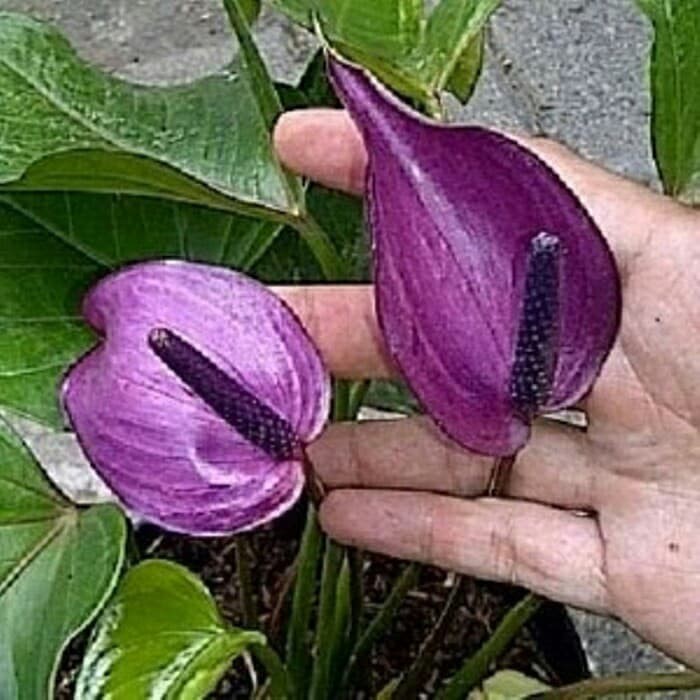 Tanaman anthurium ungu Mini Mickey